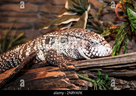 Argentinisches schwarz-weißes Tegu, mittlerer Schuss auf dem Baum Stockfoto