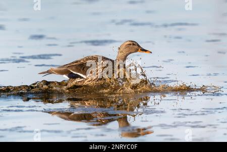 Eine weibliche Mallard-Ente, die bei der Landung einen großen Spritzer macht, während sie Schlamm und Sedimente aufwirbelt, während sie den See hinuntergleitet. Stockfoto