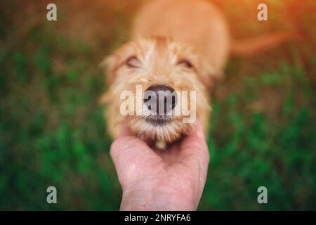 Ein Mann, der mit einem süßen Hund auf dem Rasen draußen spielt Stockfoto