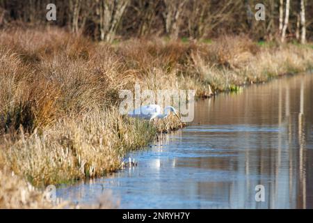 Die Jagd auf den Großen Egret, Ardea alba, beugte sich in einer Jagdposition am Ufer und beobachtete vorbeiziehende Fische oder Frosche mit Sumpf und Busch Stockfoto