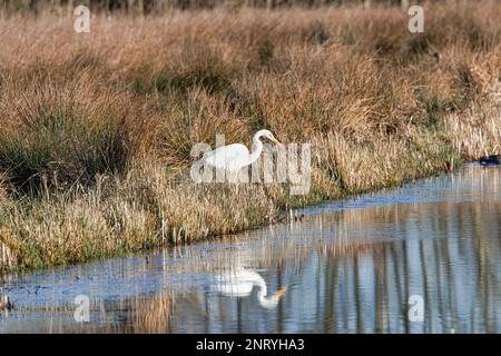 Jagd auf Great Egret, Ardea alba, Jagdposition am Ufer und beobachten Sie vorbeifahrende Fische oder Frosche mit Sumpf und Busch Stockfoto