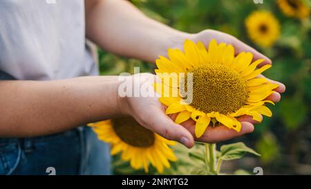Frauenhände ernten Sonnenblumenkerne im Gewächshaus, futuristisches Landwirtschaftskonzept, Nahaufnahme. Bio-Lebensmittel, Landwirtschaft und Hydrokultur. Stockfoto
