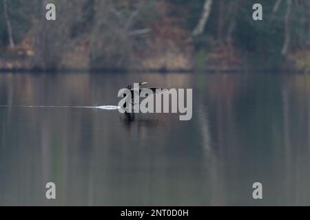 Kormoran-Phalacrocorax Carbo landet auf einem See. Stockfoto