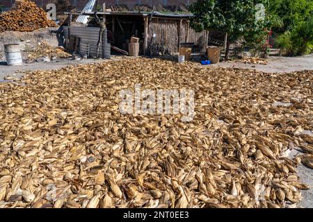 Maiskolben, die auf einem kleinen Bauernhof in Satiago Matatlan in den zentralen Tälern von Oaxaca, Mexiko, in der Sonne auf dem Boden trocknen. Stockfoto