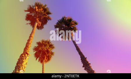Coco-Palmenkronen. Tropische Szene mit Palmenblättern am abstrakten Himmel. Bei heißem Wetter in Himmelstönen mit schäbigem Effekt. Sommerferientag auf exotisch Stockfoto