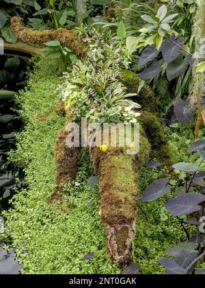 Krokodilskulptur im Princess of Wales Conservatory, Royal Botanic Gardens Kew während des Orchideenfestes 2023 inspiriert von Kameruns einheimischen Tieren Stockfoto