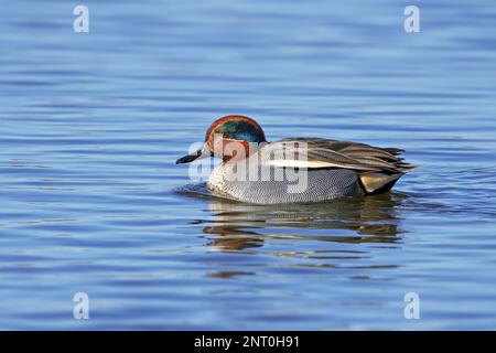 Eurasische Ente/Gemeine Ente/Eurasische Ente (Anas crecca) männlich in Zuchtrücke, die im Spätwinter im Teich schwimmt Stockfoto