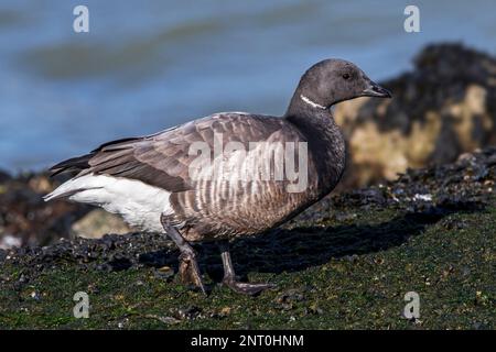 Brantgans/brentgans (Branta bernicla), die im Winter an der felsigen Küste entlang der Nordseeküste ruht Stockfoto