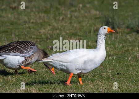 Entflohene Emden-Gans / Embden, deutsche Rasse von weißer Hausgans, die im Winter im Grasland mit Graulag-Gans / Graulag-Gänse (Anser anser) forscht Stockfoto