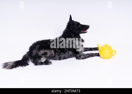 Hundemudi liegt auf weißem Studiohintergrund neben dem offenen Keramikkessel Stockfoto