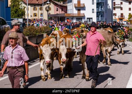 Kuhirten, die die Kuhherde während des Almabtriebs durch das Dorf Fai della Paganella führen, fahren die Rinder von der Bergweide. Stockfoto