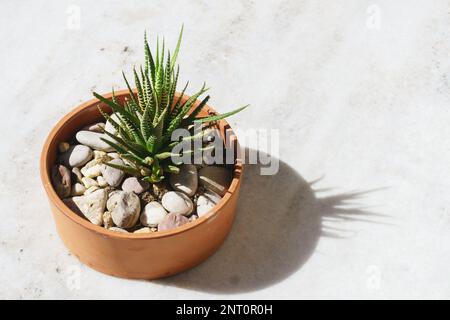 Saftig auf dem Topf mit Seesteinen auf hellgrauem Betontisch oder Hintergrund. Skandinavische Hipster Wohndeko. Harte Schatten kopieren das Foto aus dem Raum. Stockfoto