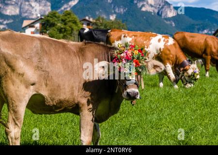 Wunderschön dekorierte Kuh während des Almabtriebs, der Viehtrieb von der Bergweide, im Dorf Fai della Paganella. Stockfoto