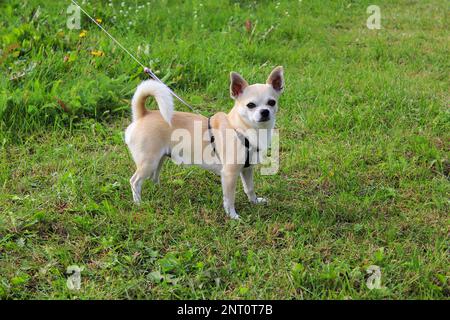 Chihuahua-Hund auf grünem Gras bei sonnigem Wetter. Stockfoto