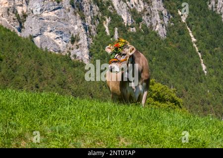 Wunderschön dekorierte Kuh während des Almabtriebs, der Viehtrieb von der Bergweide, im Dorf Fai della Paganella. Stockfoto