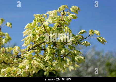 Ahornholz im Frühling in seinem natürlichen Lebensraum. Frühlingsfrische Blätter und Blüten, wunderschöne Natur, Nahaufnahme Stockfoto