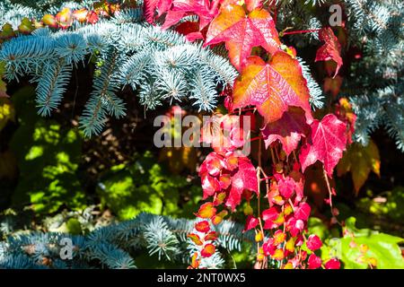 Bunte Blätter von wilden Reben und Efeu (Hedera Helix), die im Herbst um die Zweige einer Edeltanne wachsen. Stockfoto