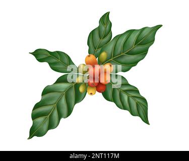 Zweig mit Kaffeebeeren und Blättern. Die fruchtbare Phase der Kaffeereifung. Botanisch realistische handgezeichnete Illustration Stockfoto