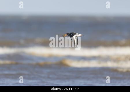 Eurasischer Austernfischer Haematopus ostralegus, Erwachsener, der mit Muscheln im Schnabel fliegt, Norfolk, England, Februar Stockfoto