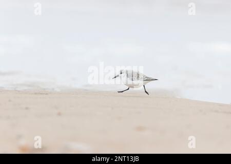 Sanderling Calidris alba, Winterzughuhn, Erwachsener am Strand, Norfolk, England, Februar Stockfoto