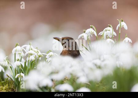 Rotluchse Turdus merula, Erwachsene Frau, die zwischen Schneeglöckchen Galanthus nivalis, Blumen, Suffolk, England, Februar steht Stockfoto