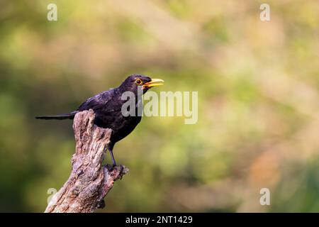 Gemeine Amsel (Turdus merula), die im Frühling auf einem Ast sitzt. Stockfoto