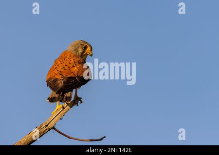 Falco tinnunculus (Falco tinnunculus) auf einem Ast im Frühling. Stockfoto