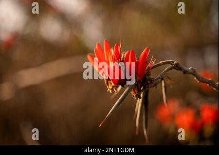 Wunderschöne Blume der Erythrina variegata, auch bekannt als Tigerkralle oder indischer Korallenbaum. Selektiver Fokus verwendet. Stockfoto