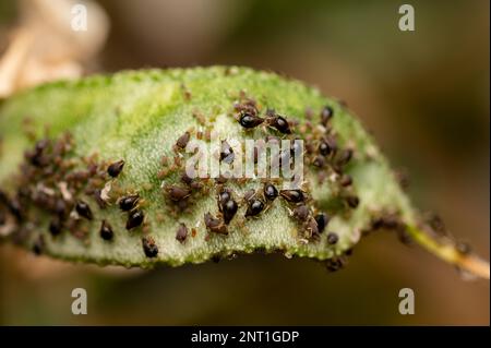 Blattläuse auf den Limabohnen, die zellensaft saugen. Blattläuse sind kleine Saugpest mit weichem Körper, die sich in Clustern befinden und zu Wachstumsstörungen führen. Stockfoto