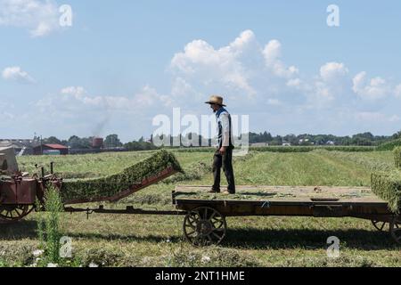 Ronks, Lancaster County, Pennsylvania- 19. August 2022: Amish Farmer mit Strohhut erntet im Spätsommer auf dem Bauernhof in Lancaster County, Pa Stockfoto