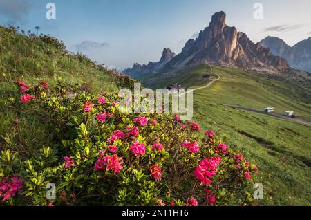 Schöne rote Blumen blühen mit frühmorgendlichen Dolomites Alps Berglandschaft Foto. Giau Pass oder Passo di Giau - 2236m Pass im Prov Stockfoto