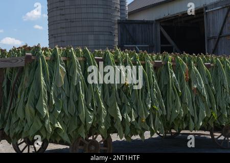 Tabaktrocknung auf der Amish Farm in Lancaster County, Pennsylvania Stockfoto