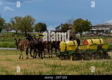 Ronks, Lancaster County, Pennsylvania – 5. Mai 2022: Amish Farmer mit Strohhut erntet im Spätsommer auf dem Bauernhof in Lancaster County, Pa Stockfoto