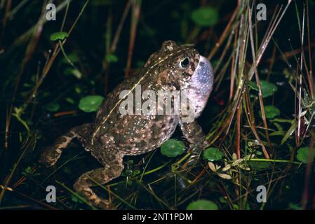 Natterjack Kröte, Epidalea calamita, männlicher Anrufer mit aufgeblasenem Stimmsack, Beutel oder Hals im Teich mit Vegetation mit gelbem Streifen auf dem Rücken, Großbritannien Stockfoto