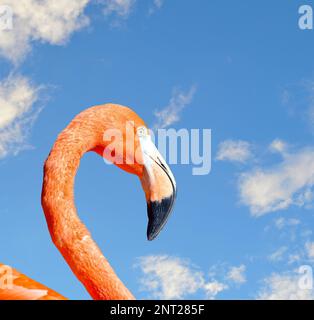 Karibik Flamingo lateinischen Namen Phoenicopterus ruber Stockfoto