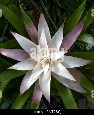 Tropische Pflanzen wachsen in der Wärme des Princess of Wales Conservatory, Royal Botanic Gardens Kew während des 2023 Cameroon Orchid Festivals Stockfoto