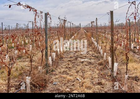 Ein trockener Weinberg in Mendoza, Argentinien während der Wintersaison. Horizontal. Weinrebe Stockfoto