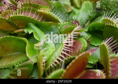 Die Venus-Fliegenfalle (auch Venus-Fliegenfalle oder Venus-Fliegenfliegenfalle genannt), Dionaea muscipula, ist eine fleischfressende Pflanze, die in subtropischen Feuchtgebieten vorkommt Stockfoto