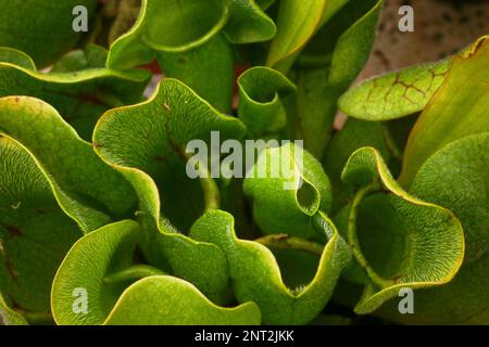 Sarracenia ist eine Gattung aus 8 bis 11 Arten nordamerikanischer Pitcher, die gemeinhin als Trompetenwerfer bezeichnet werden. Die Gattung gehört zur Familie S. Stockfoto