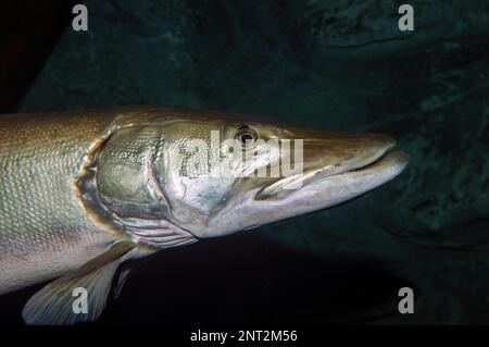 Northern Pike, mittelgroß Stockfoto