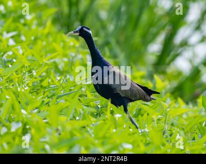 Ein Bronzeschwingiger Jacana (Metopidius indicus), der auf dem Feld forscht. Thailand. Stockfoto