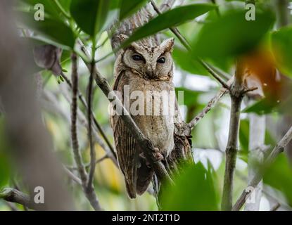 Eine Collared Scops-Eule (Otus lettia), die tagsüber in einem Baum ruht. Thailand. Stockfoto