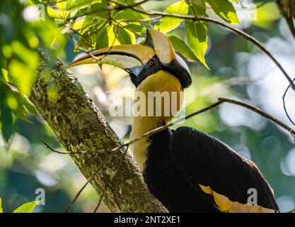 Nahaufnahme eines wilden Großen Hornbill (Buceros bicornis). Thailand. Stockfoto