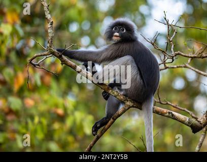 Ein Dusky Leaf Monkey (Trachypithecus obscurus), der auf einem Ast sitzt. Thailand. Stockfoto