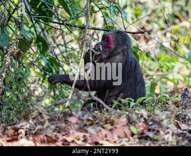 Ein Stumpfschwanz-Makakenaffe (Macaca arctoides), der sich in den Büschen schmiegt. Thailand. Stockfoto