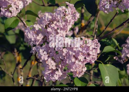 Lila Blüten mit grünem Hintergrund. Zweige blühender lila Flieder im Frühling im Park. Frühlingsblüte. Stockfoto