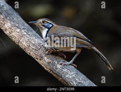 Ein grosser Necklaced Laughingthrush (Pterorhinus pectoralis) auf einem Ast. Thailand. Stockfoto