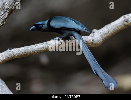 Eine Racketschwanztreepie (Crypsirina temia) auf einem Ast. Thailand. Stockfoto