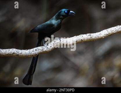 Eine Racketschwanztreepie (Crypsirina temia) auf einem Ast. Thailand. Stockfoto