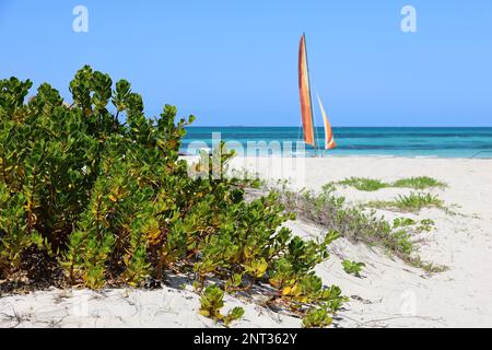 Blick auf tropische Pflanzen an einem Sandstrand und den blauen Ozean mit dem Segelboot. Urlaub auf einer karibischen Insel Stockfoto